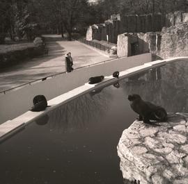 Foki w wrocławskim Ogrodzie Zoologicznym