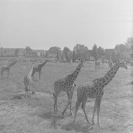 żyrafy we wrocławskim ZOO