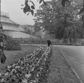 szklarnie w ogrodzie botanicznym