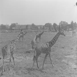 żyrafy we wrocławskim ZOO