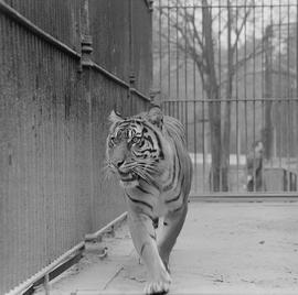 tygrys we wrocławskim ZOO