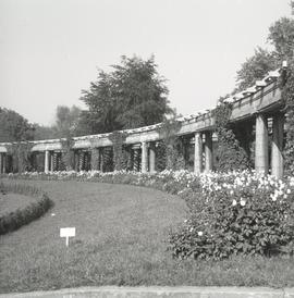 Pergola we Wrocławiu