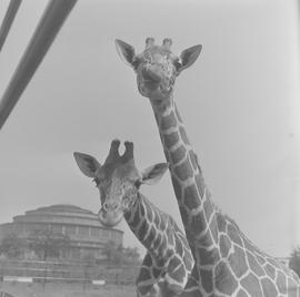 żyrafy we wrocławskim ZOO