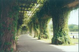 Pergola we Wrocławiu