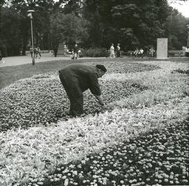 Pielęgnacja zieleni miejskiej