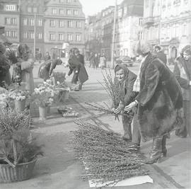 Sprzedaż bazi wierzbowych na pl. Solnym we Wrocławiu