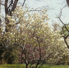 Magnolia