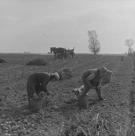 zbieranie ziemniaków z pola